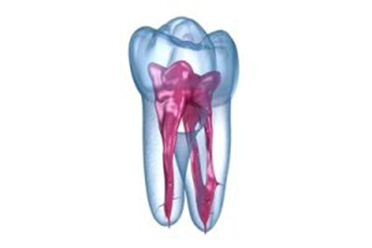 Dental root anatomy