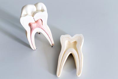 Anatomy of teeth